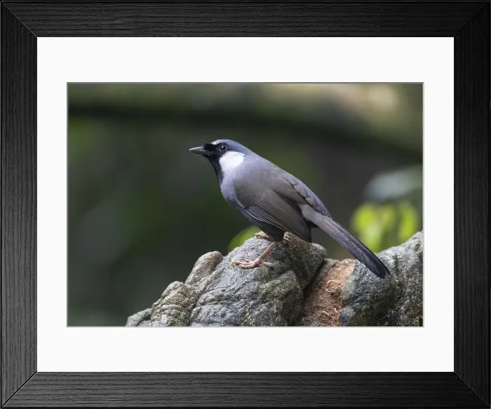 Framed Print : Black-throated Laughingthrush, Pterorhinus chinensis