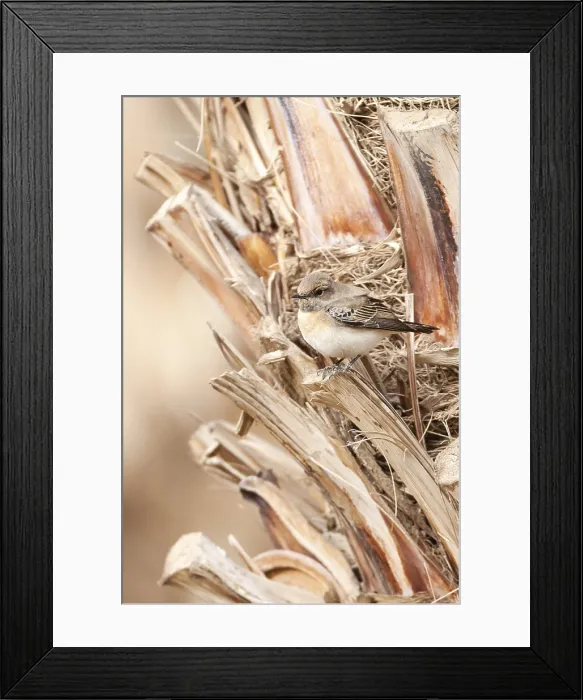 Framed Print : Oostelijke Blonde Tapuit, Eastern Black-eared Wheatear, Oenanthe melanoleuca