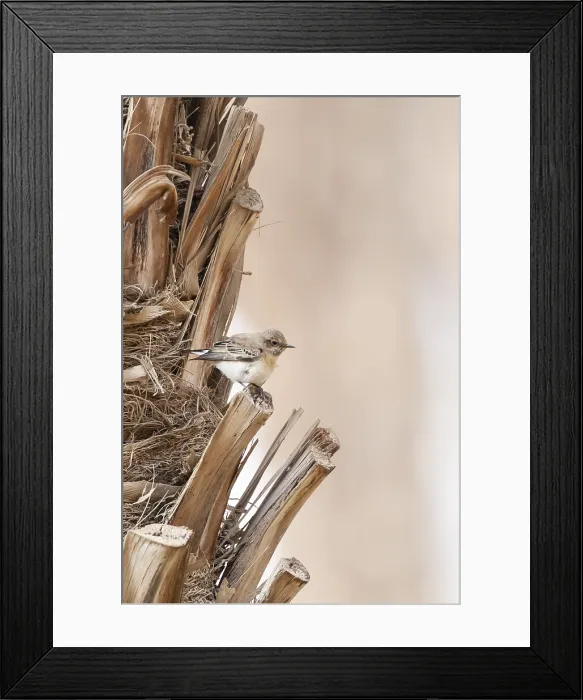 Framed Print : Oostelijke Blonde Tapuit, Eastern Black-eared Wheatear, Oenanthe melanoleuca
