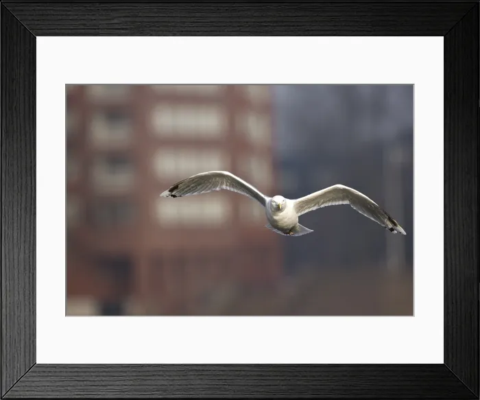 Framed Print : Zilvermeeuw, Herring Gull, Larus argentatus