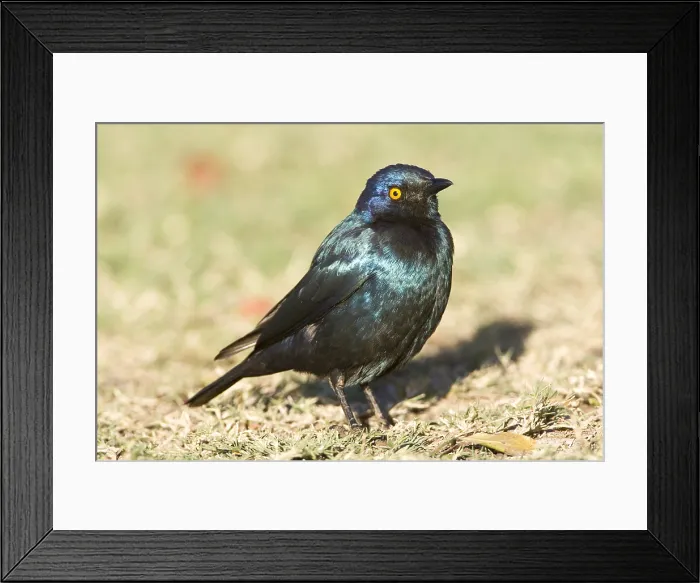 Framed Print : Groenstaart-glansspreeuw, Greater Blue-eared Starling, Lamprotor Framed Print : Groenstaart-glansspreeuw, Greater Blue-eared Starling, Lamprotor