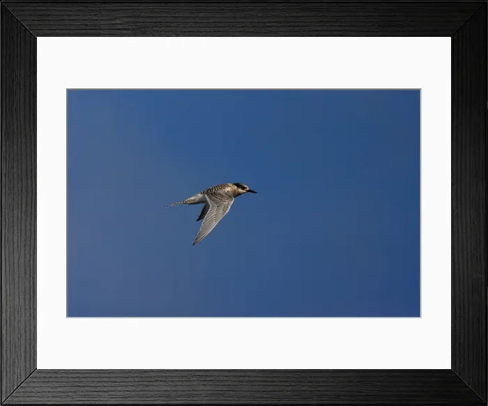 Framed Print : Antarctische Stern, Antarctic Tern, Sterna vittata