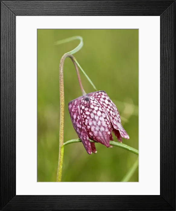 Framed Print : Kievitsbloem, Snakes Head Fritillary, Fritillaria meleagris
