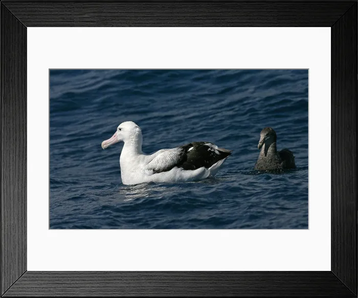 Framed Print : Tristanalbatros, Tristan Albatross, Diomedea dabbenena Framed Print : Tristanalbatros, Tristan Albatross, Diomedea dabbenena