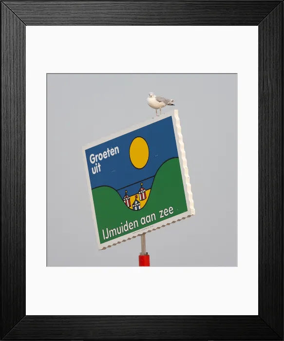 Framed Print : Zilvermeeuw, European Herring Gull, Larus argentatus