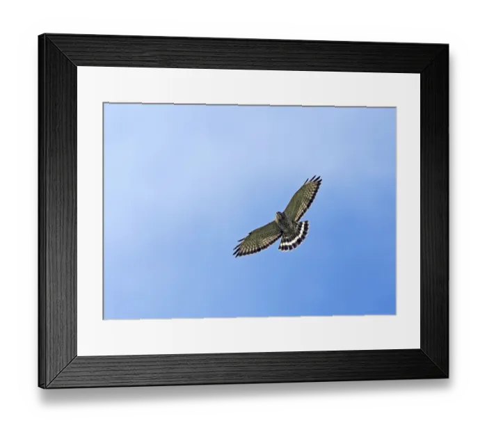 Framed Print : Breedvleugelbuizerd, Broad-winged Hawk, Buteo platypterus in flight. Colombia