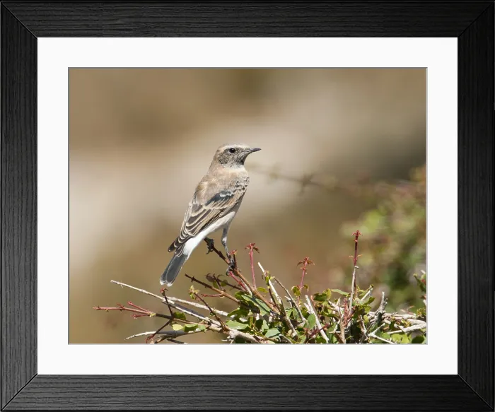 Framed Print : Eastern Black-eared Wheatear, Oenanthe melanoleuca