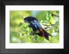 Red-tailed Black Cockatoo, Calyptorhynchus banksii Framed Print