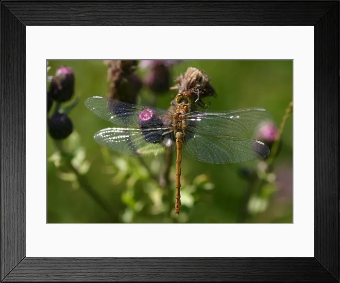 Framed Print : Bloedrode heidelibel, Ruddy Darter