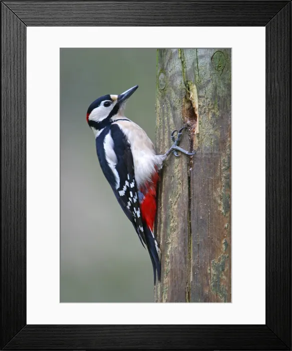 Framed Print : Great Spotted Woodpecker, Dendrocopos major