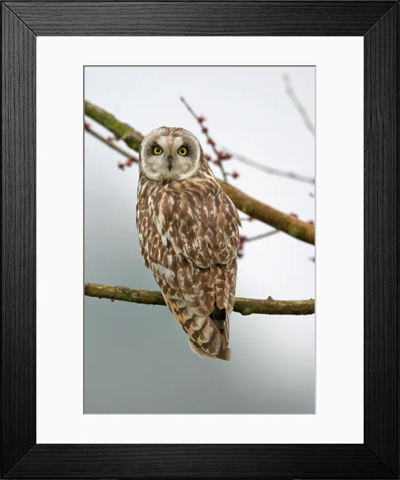 Framed Print : Short-eared Owl, Velduil, Asio flammeus