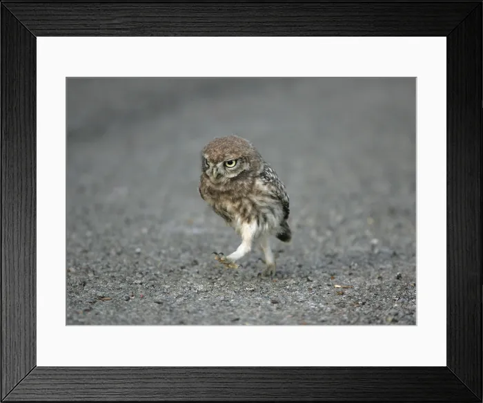 Framed Print : Little Owl, Steenuil, Athene noctua