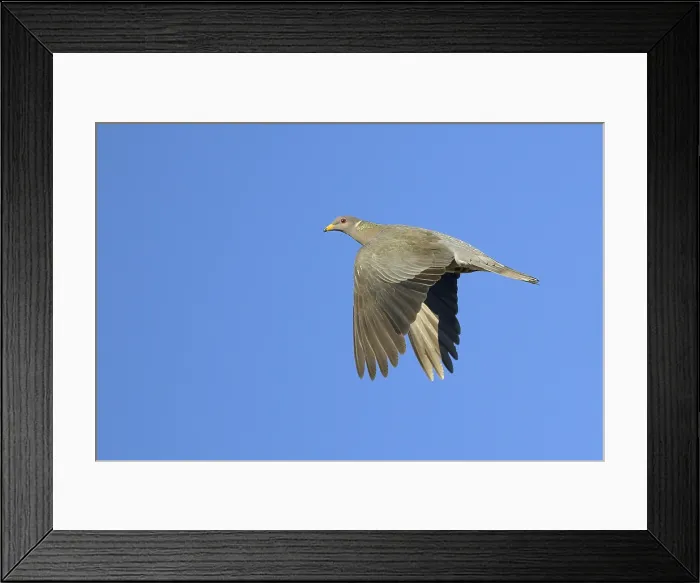 Framed Print : AGAMI - Band-tailed Pigeon - Brian E Small - 164961