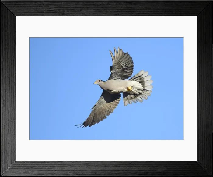 Framed Print : AGAMI - Band-tailed Pigeon - Brian E Small - 164959
