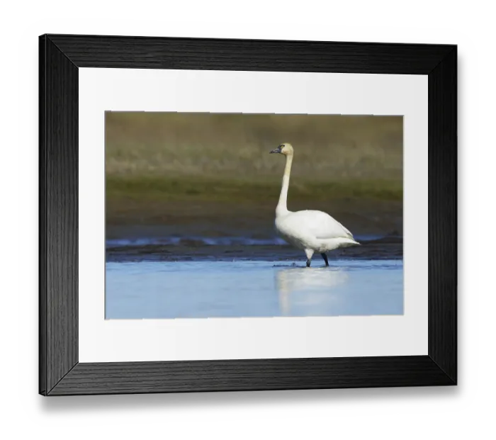 Framed Print : Tundra Swan, Cygnus columbianus