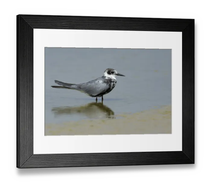 Framed Print : American Black Tern, Chlidonias niger surinamensis