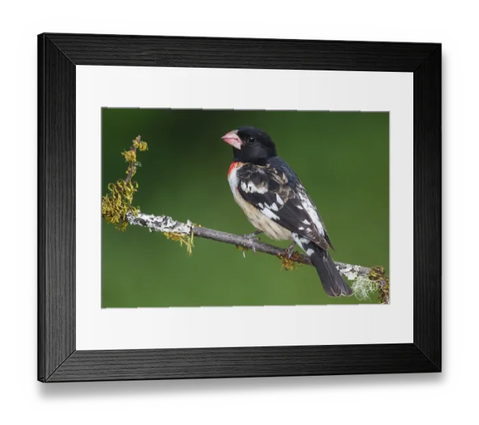 Framed Print : Roodborstkardinaal, Rose-breasted Grosbeak, Pheucticus ludovicia