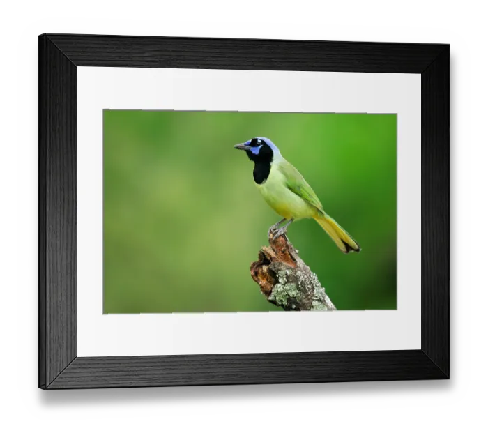 Framed Print : Groene Gaai, Green Jay, Cyanocorax luxuosus