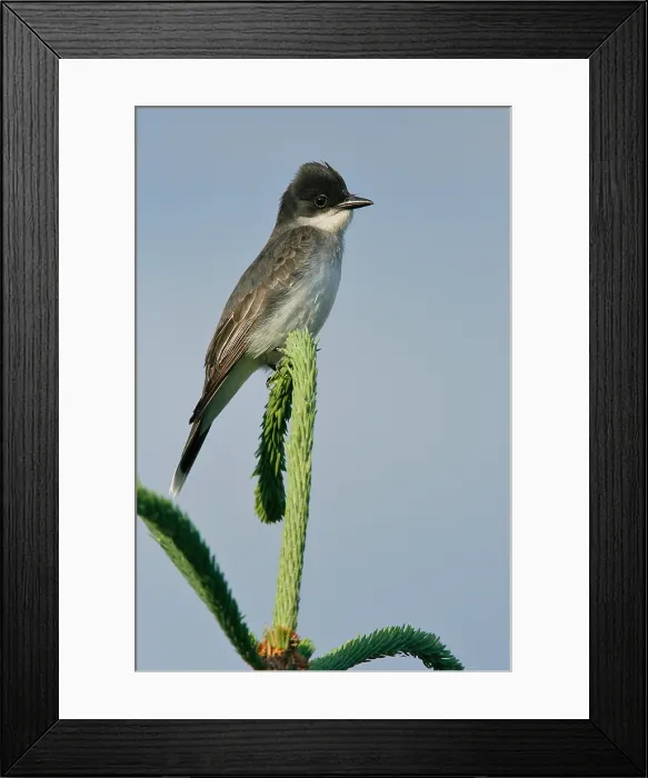 Framed Print : Koningstiran, Eastern Kingbird, Tyrannus tyrannus Framed Print : Koningstiran, Eastern Kingbird, Tyrannus tyrannus
