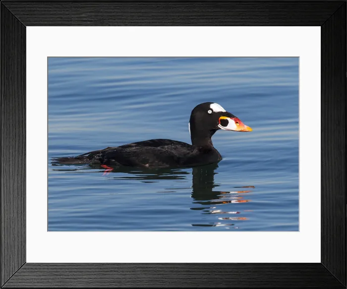 Framed Print : Brilzee-eend, Surf Scoter, Melanitta perspicillata