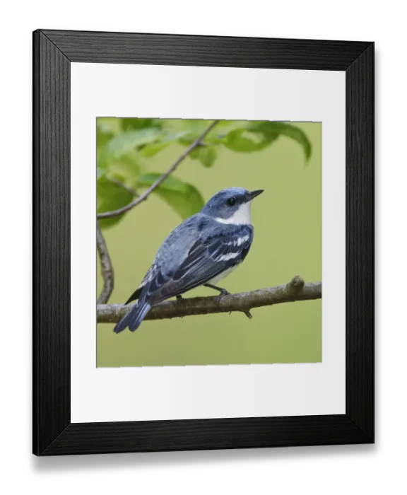 Framed Print : Azuurzanger, Cerulean Warbler, Dendroica cerulea Framed Print : Azuurzanger, Cerulean Warbler, Dendroica cerulea