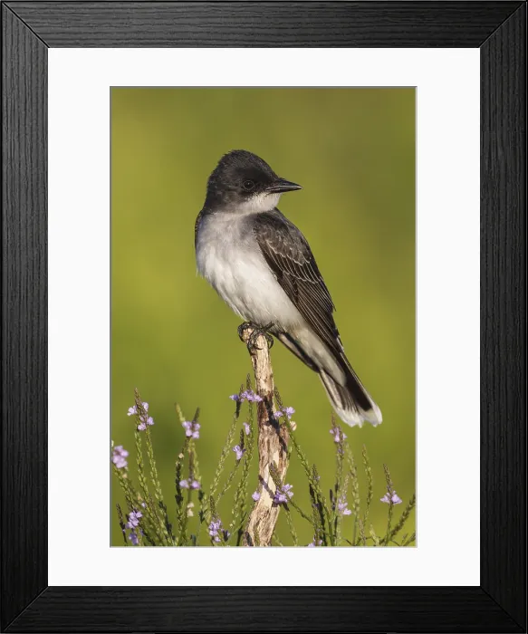 Framed Print : Koningstiran, Eastern Kingbird, Tyrannus tyrannus