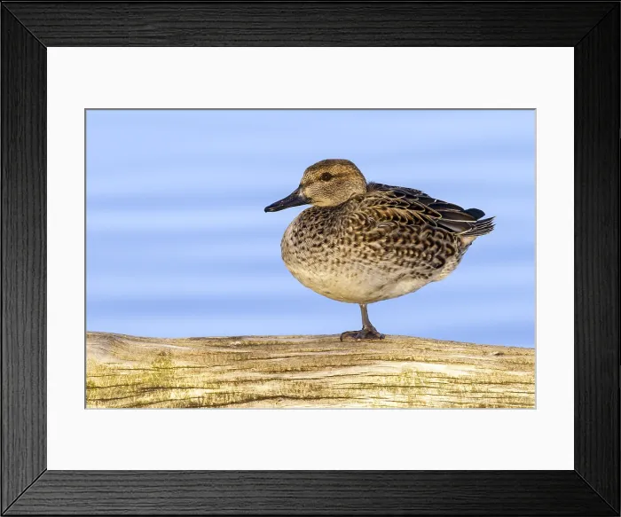 Framed Print : Amerikaanse Wintertaling; Green-winged Teal; Anas carolinensis Framed Print : Amerikaanse Wintertaling; Green-winged Teal; Anas carolinensis