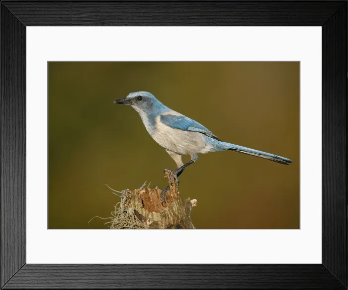 Framed Print : Floridastruikgaai, Florida Scrub-Jay, Aphelocoma coerulescens