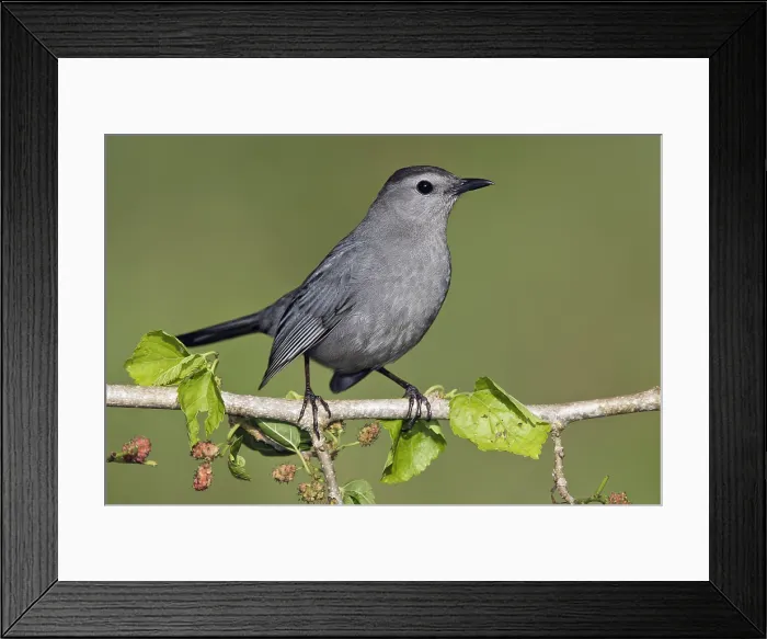Framed Print : Katvogel, Grey Catbird, Dumetella carolinensis