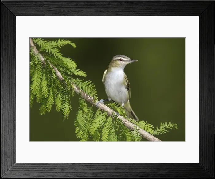 Framed Print : Roodoogvireo, Red-eyed Vireo, Vireo olivaceus