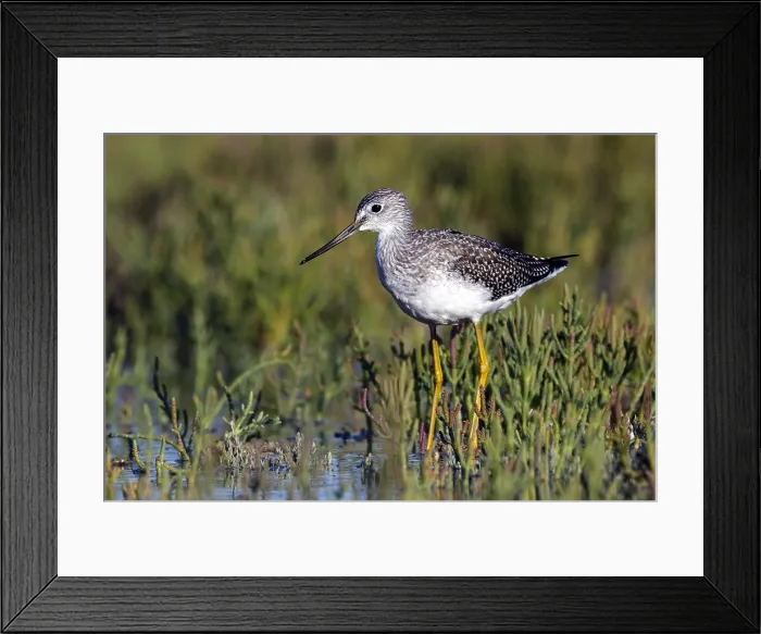 Framed Print : Grote Geelpootruiter, Greater Yellowlegs, Tringa melanoleuca