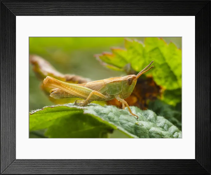 Framed Print : Kustsprinkhaan, Lesser Marsh Grasshopper, Chorthippus albomargin