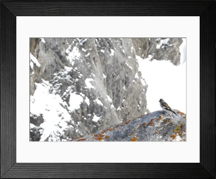Framed Print : White-winged Snowfinch, Montifringilla nivalis