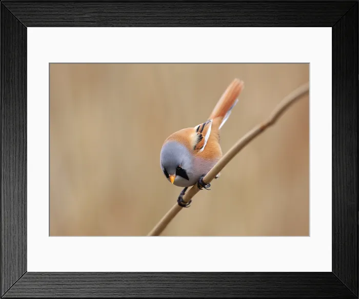 Framed Print : Baardman, Bearded Reedling, Panurus biarmicus Framed Print : Baardman, Bearded Reedling, Panurus biarmicus