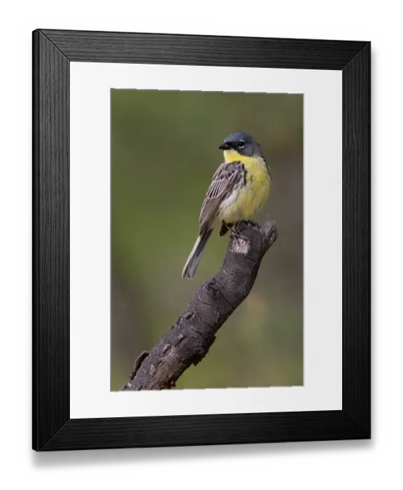 Framed Print : Kirtland's Warbler, Setophaga kirtlandii Framed Print : Kirtland's Warbler, Setophaga kirtlandii