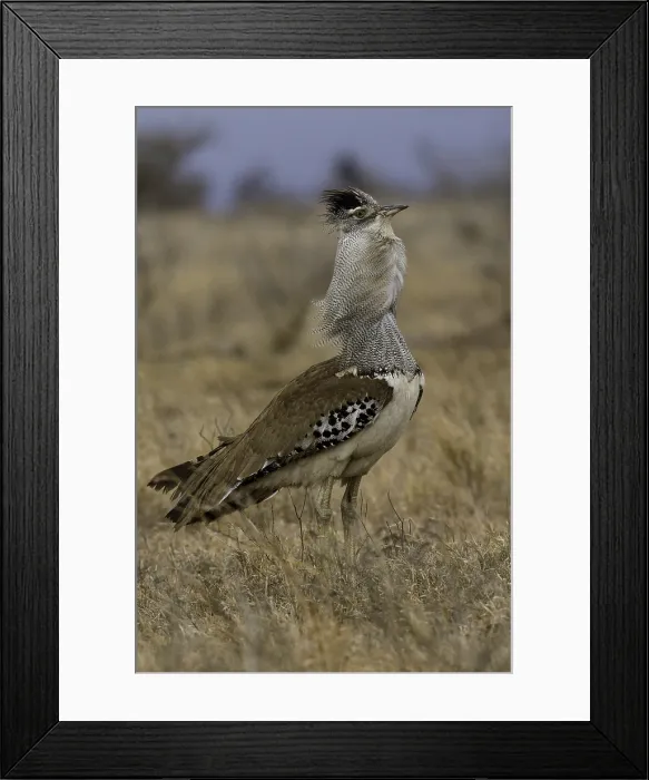 Framed Print : Koritrap, Kori Bustard, Ardeotis kori
