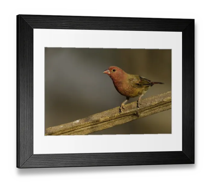 Framed Print : Vuurvinkje, Red-billed Firefinch, Lagonosticta senegala Framed Print : Vuurvinkje, Red-billed Firefinch, Lagonosticta senegala