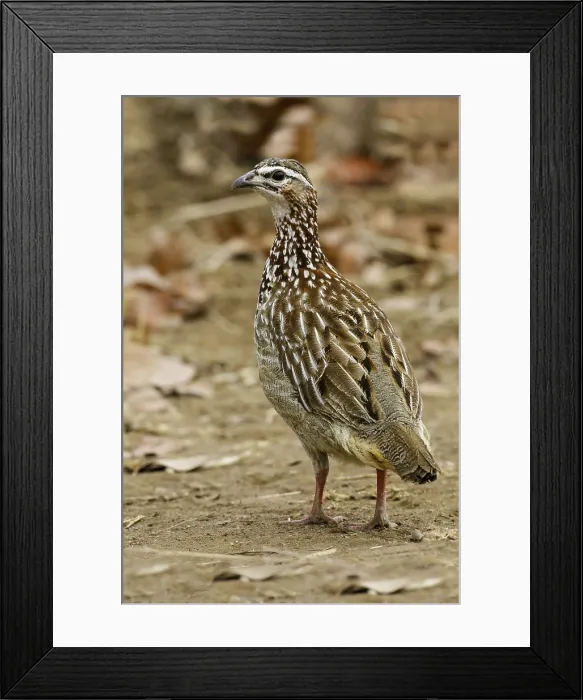 Framed Print : Crested Francolin, Ortygornis sephaena Framed Print : Crested Francolin, Ortygornis sephaena