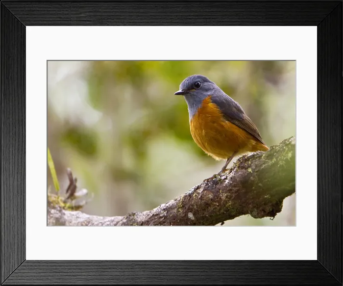 Framed Print : Bosrotslijster, Forest Rock-Thrush, Monticola sharpei Framed Print : Bosrotslijster, Forest Rock-Thrush, Monticola sharpei