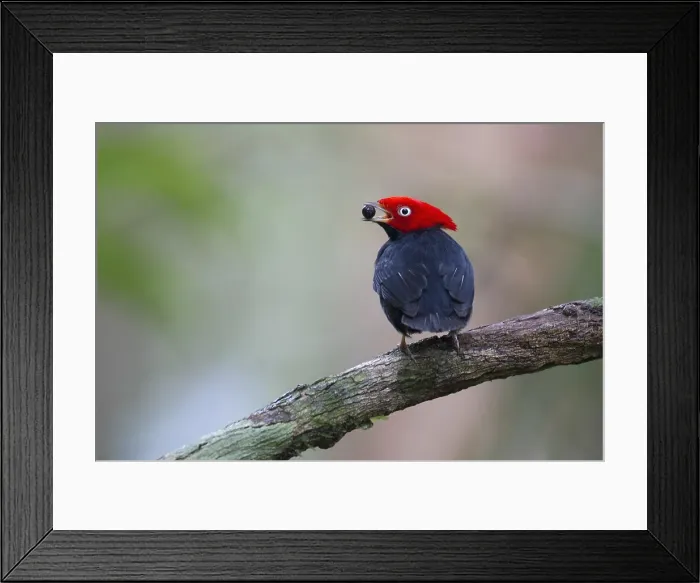 Framed Print : Round-tailed Manakin, Ceratopipra chloromeros