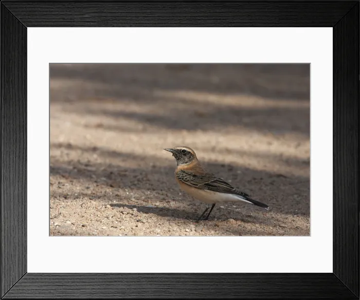Framed Print : Eastern Black-eared Wheatear, Oenanthe hispanica melanoleuca