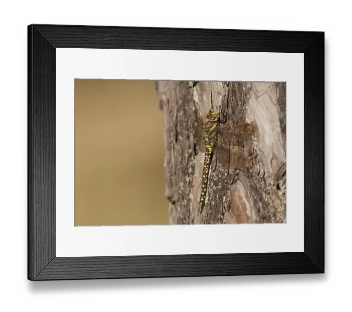 Framed Print : Venglazenmaker, Common Hawker, Moorland Hawker, Aeshna juncea Framed Print : Venglazenmaker, Common Hawker, Moorland Hawker, Aeshna juncea
