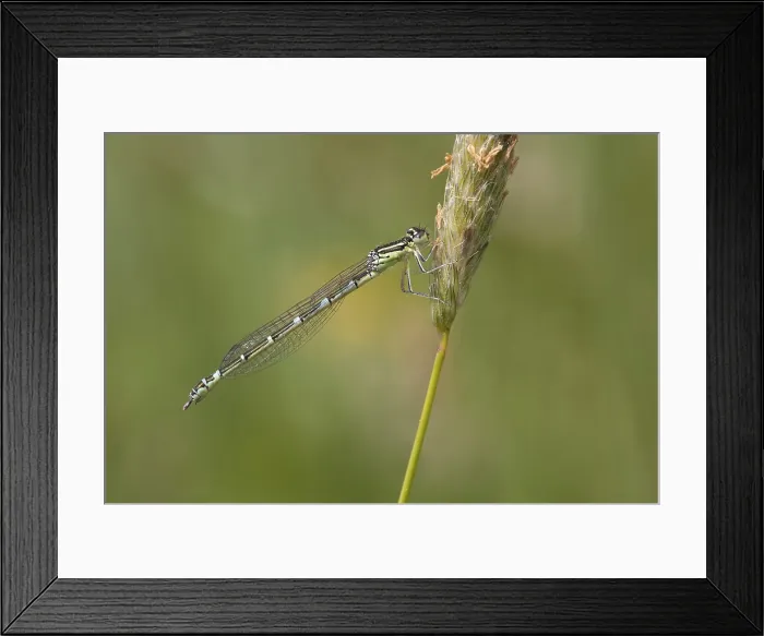 Framed Print : Gaffelwaterjuffer; Dainty Bluet; Dainty Damselfly; Coenagrion sc