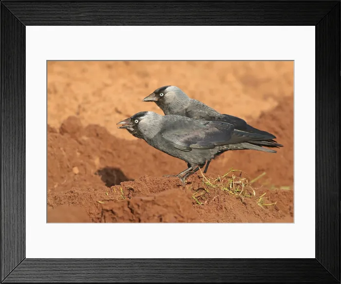 Framed Print : Eurasian Jackdaw, Coloeus monedula