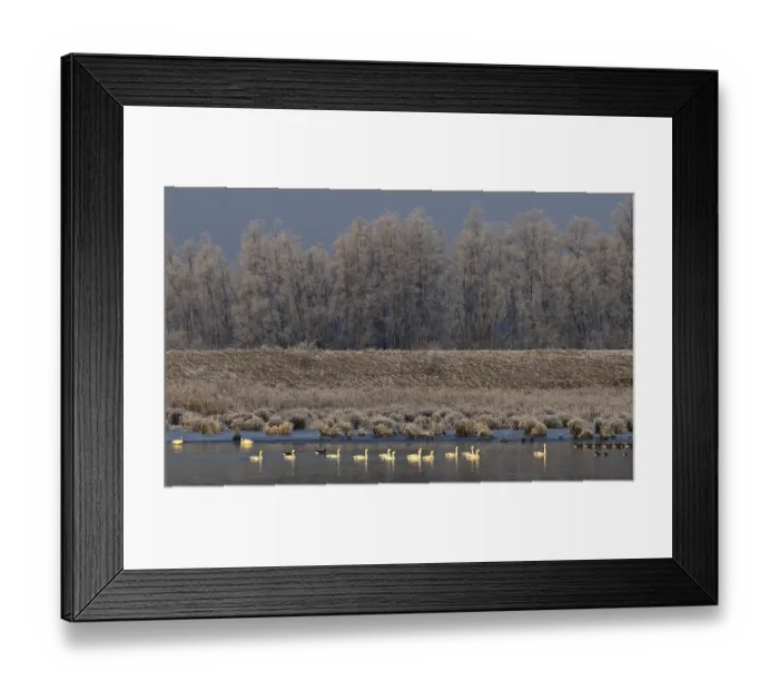 Framed Print : Kleine Zwaan, Bewick's Swan, Cygnus bewickii