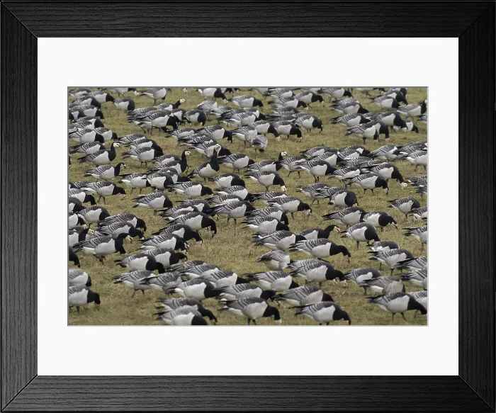 Framed Print : Barnacle Goose, Brandgans, Branta leucopsis