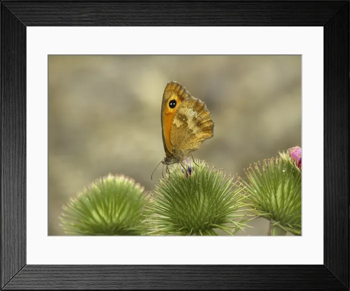 Framed Print : Oranje zandoogje; Pyronia tithonus; Gatekeeper, Hedge Brown