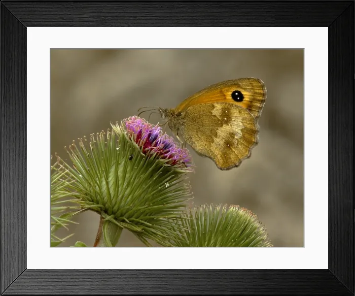 Framed Print : Oranje zandoogje; Pyronia tithonus; Gatekeeper, Hedge Brown