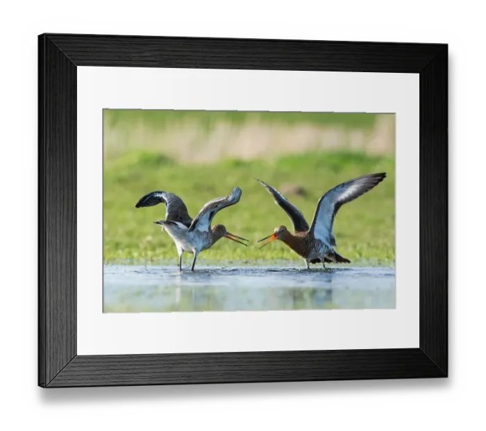 Framed Print : Grutto, Black-tailed Godwit, Limosa limosa Framed Print : Grutto, Black-tailed Godwit, Limosa limosa