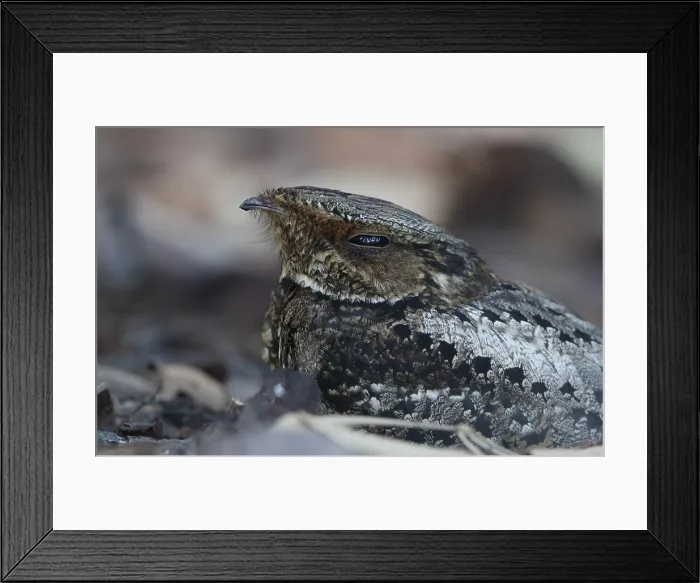 Framed Print : Chuck-will's-widow, Antrostomus carolinensis
